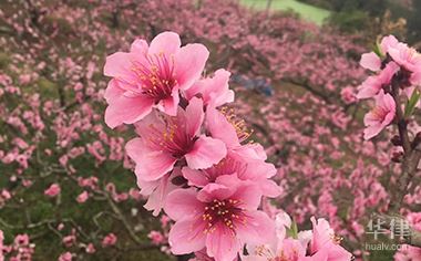 外嫁女是否有权分配村集体土地补偿费插图