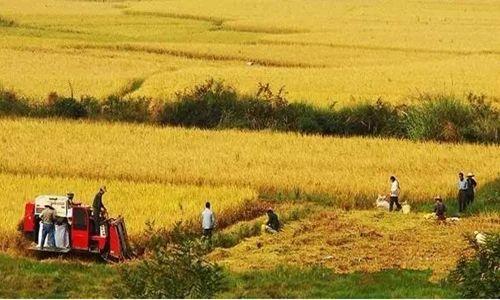 集体土地在村民不知情况下转为国有，房屋被强拆了该怎么办？