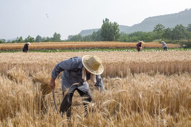 2020年中央新一号文件都说了啥？看看律师分析的和你想的一样吗